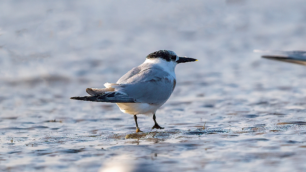 Sandwich Tern